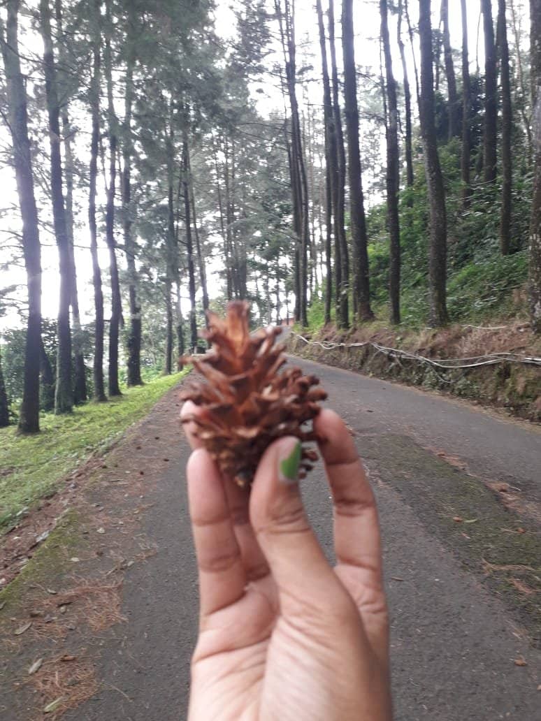 Forest Trekking