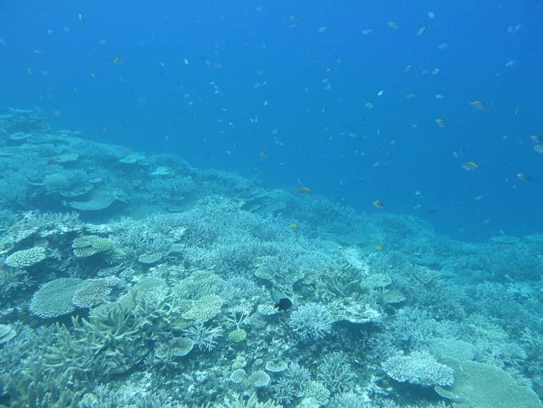 Abundant Marine Life