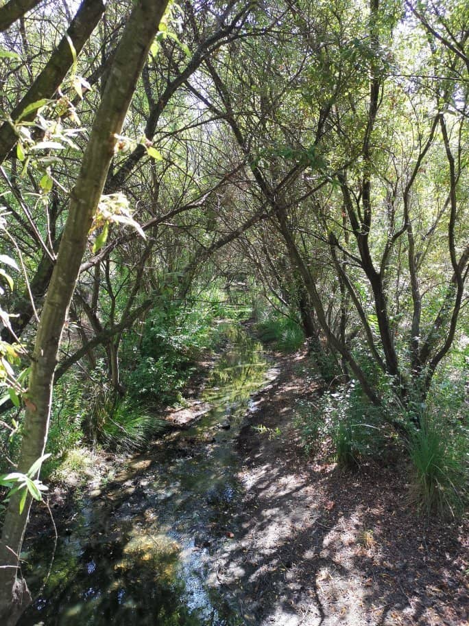 Wetland Vegetation