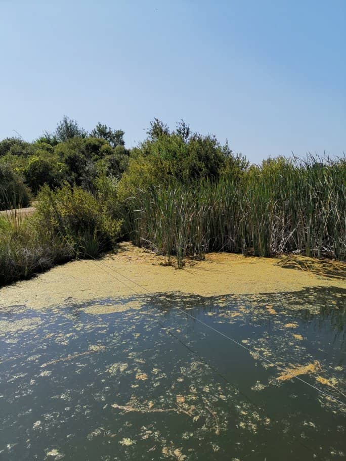 Salt Marsh Flora