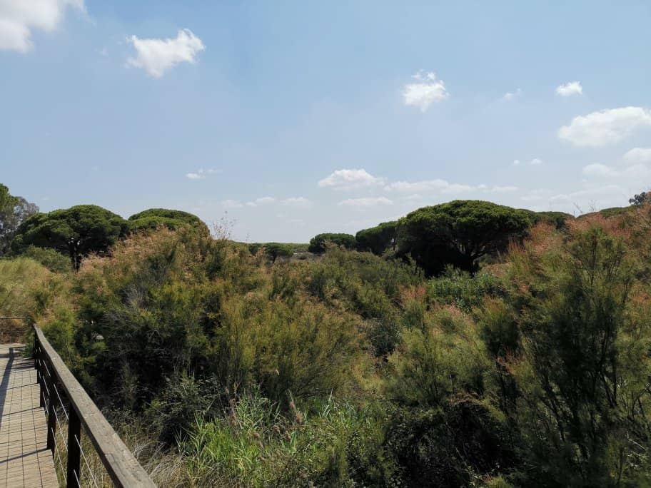 Dune Ecosystems