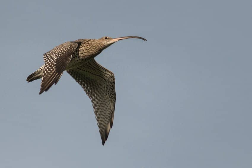 Harbour and Shore Birds