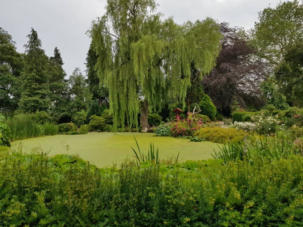 Japanese Inspired Garden