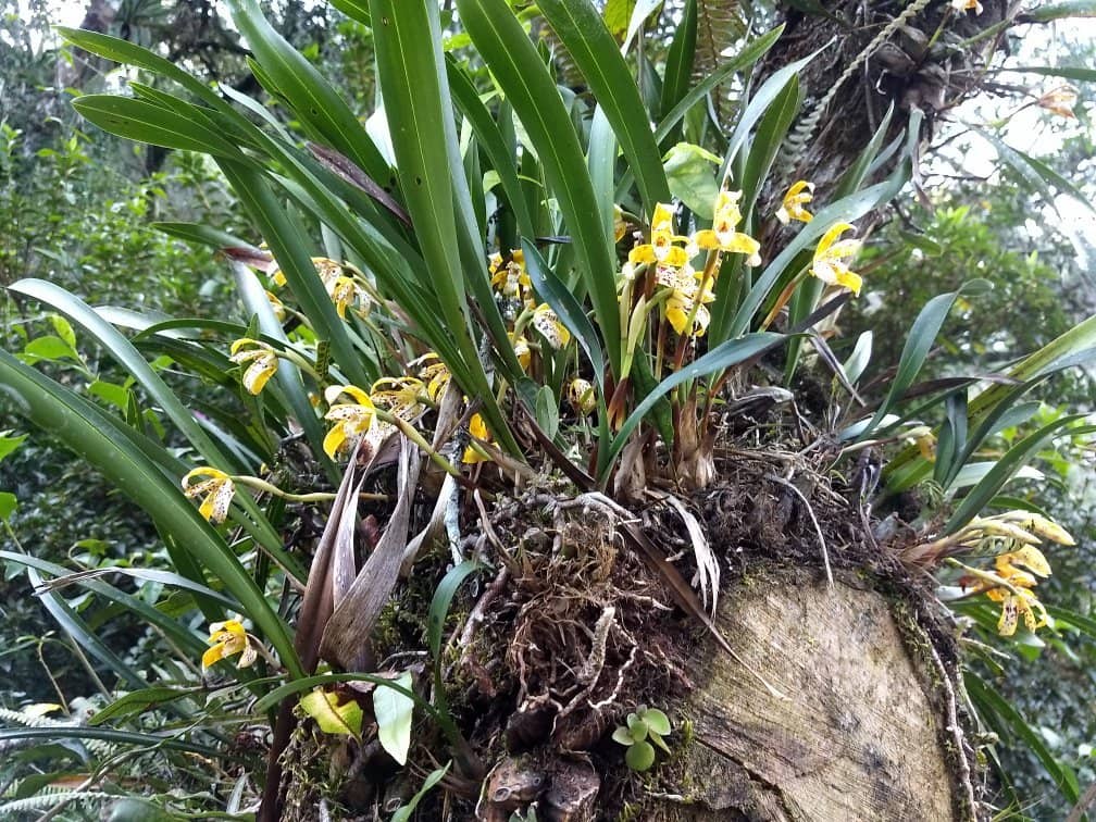 Zen Garden Atmosphere