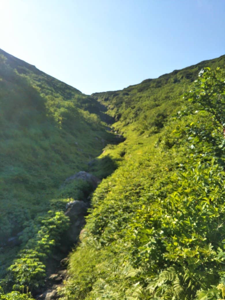 Dense Forest Trail