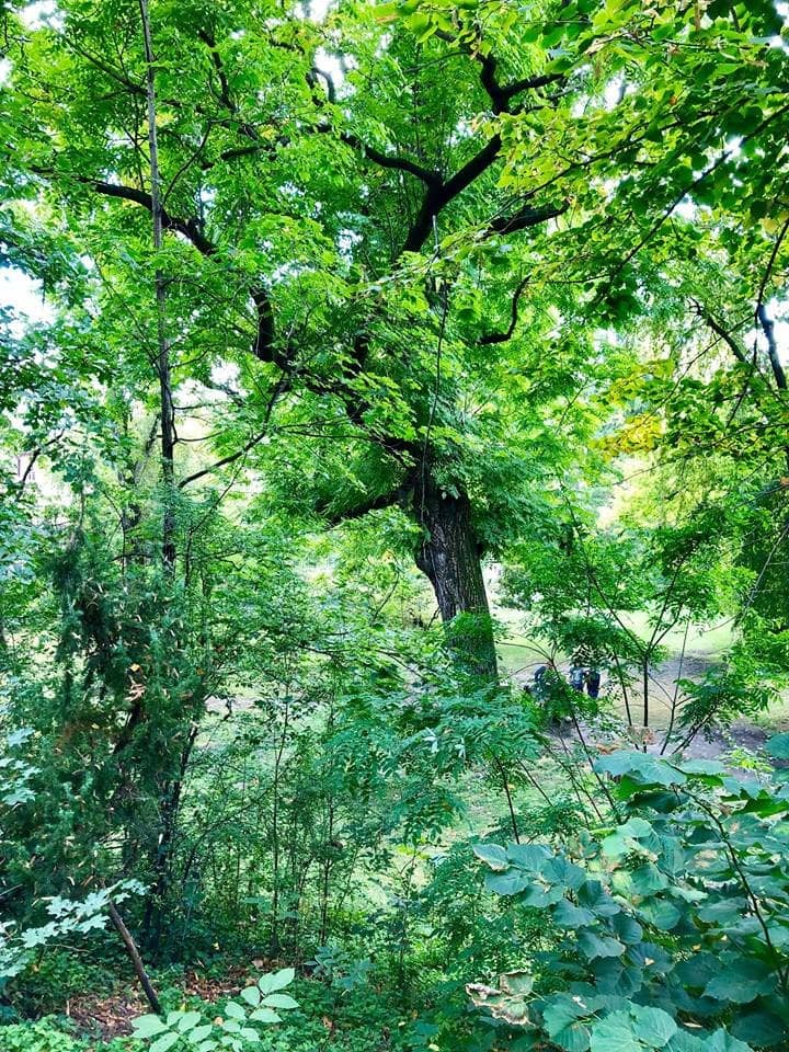 Greenhouse Collection