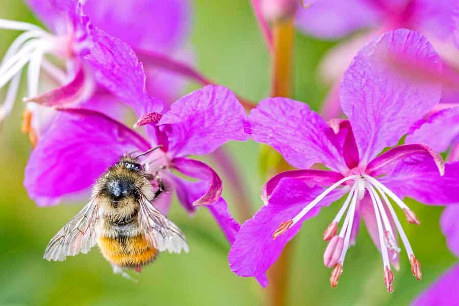 Panoramic Grassland Views