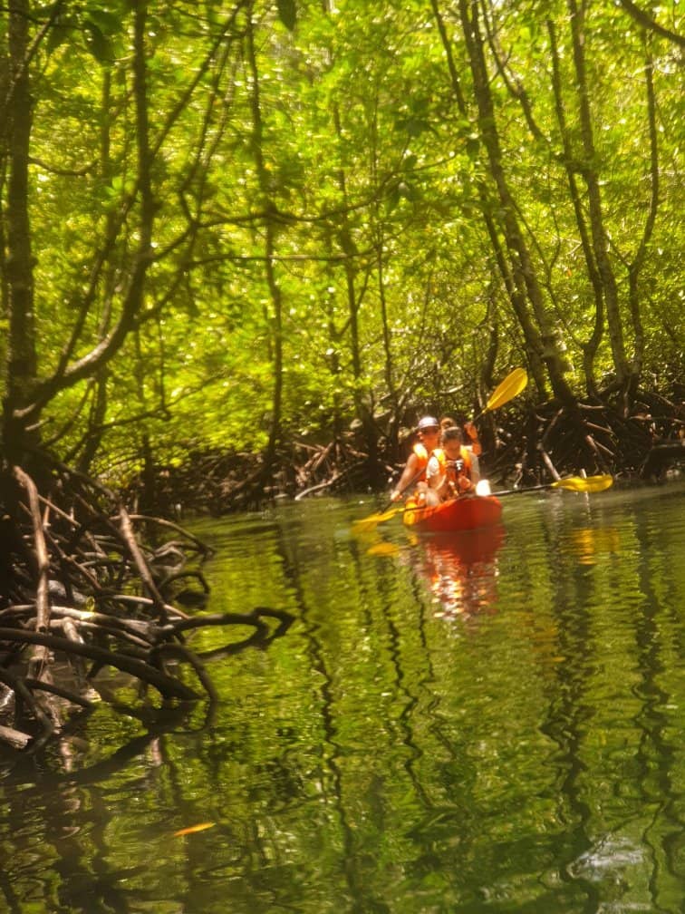 Baby Crocodile Encounter