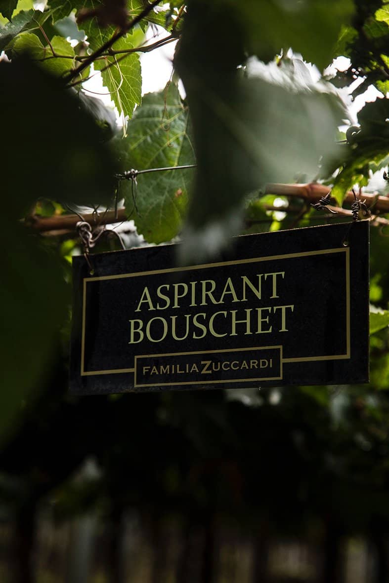 Olive Oil & Wine Pairing