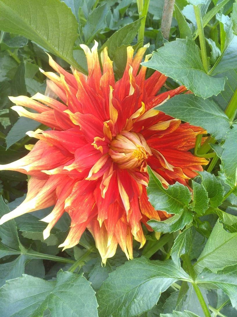 On-site Cafe Experience