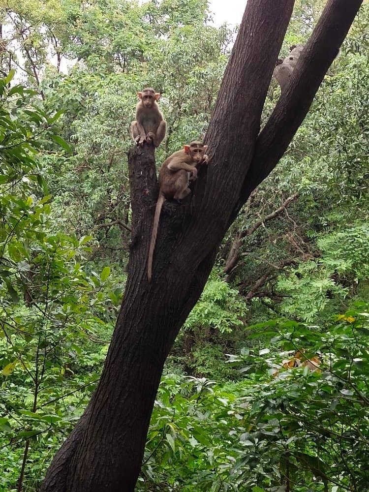 Biodiversity Hotspot