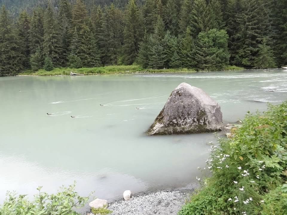 Bear Viewing