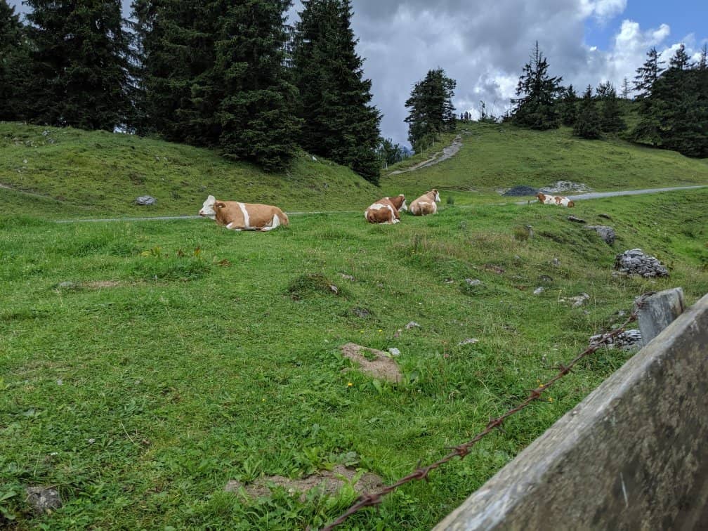 Vibrant Alpine Flower Displays
