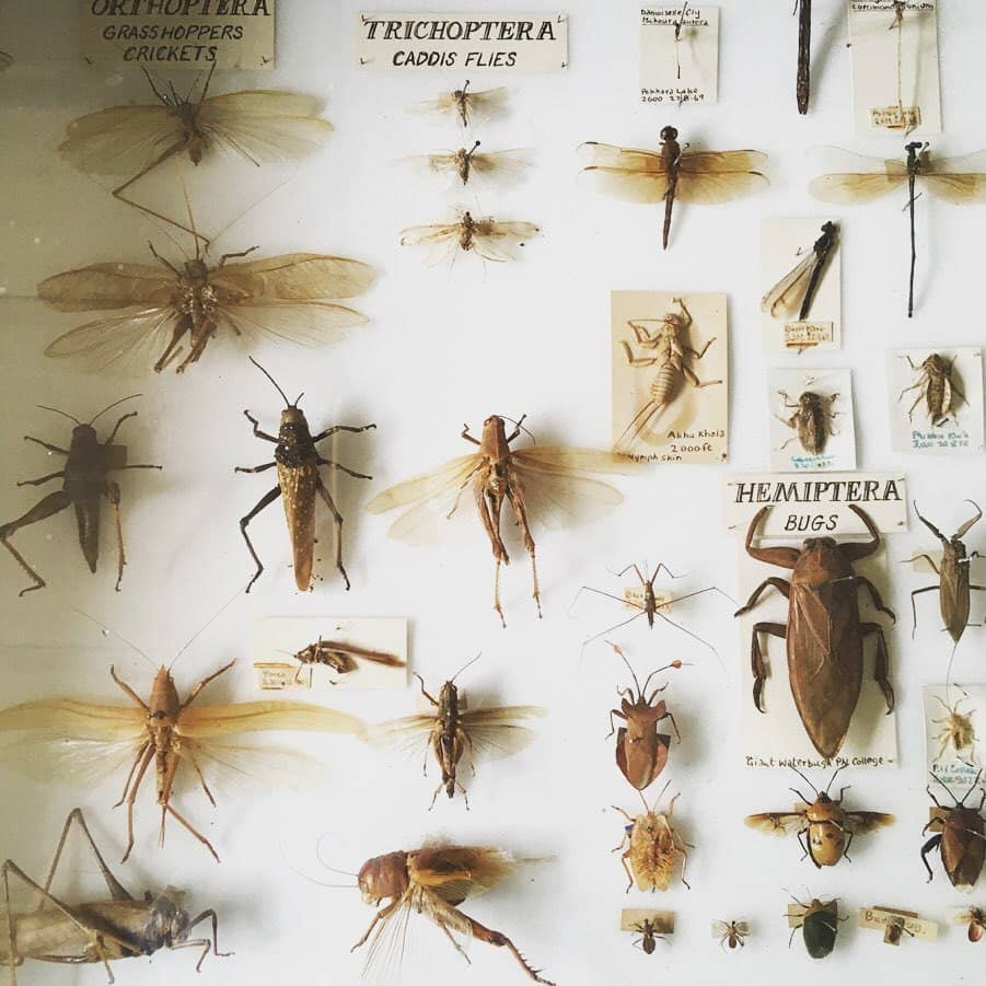 Butterfly Collection