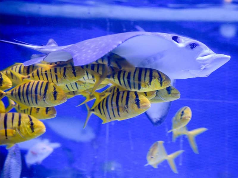 Diverse Arctic Animals