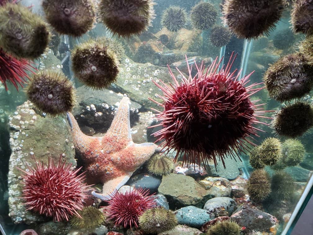 Local Marine Life Showcase