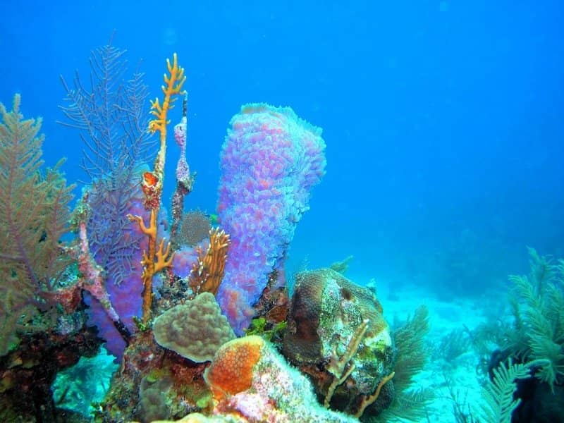 Sea Turtle Sightings