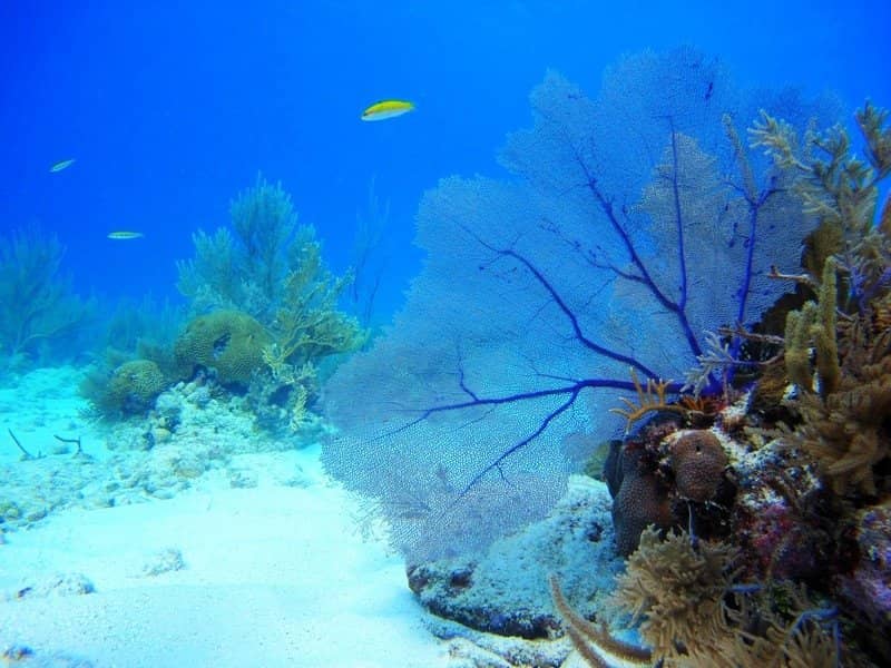Vibrant Coral Reefs