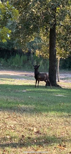 Abundant Wildlife Encounters
