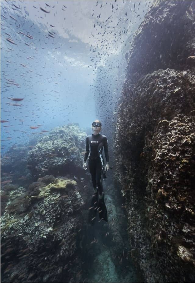 Whale Shark Encounters