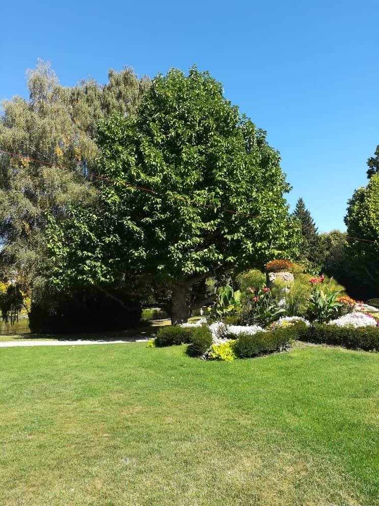 Diverse Specimen Trees