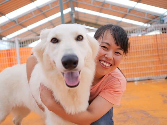 Animal Shows