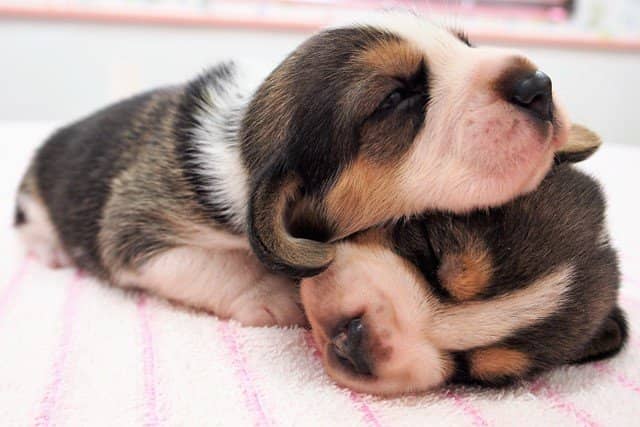 Hundreds of Dogs & Cats