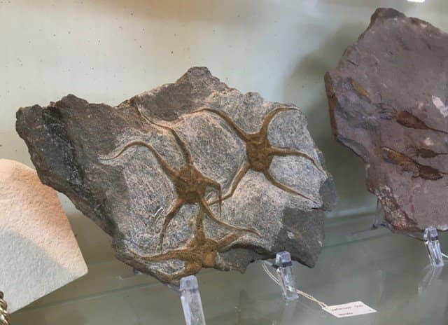 Annual Powwow Celebration