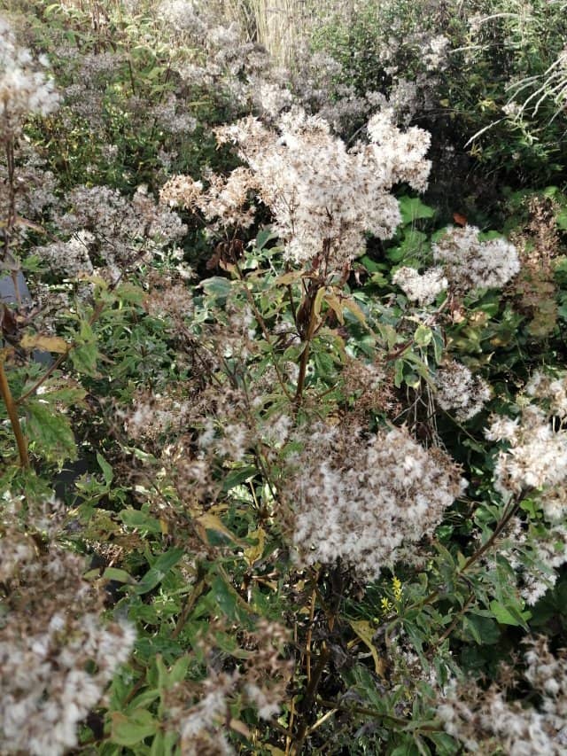 Rose Gardens & Fountains