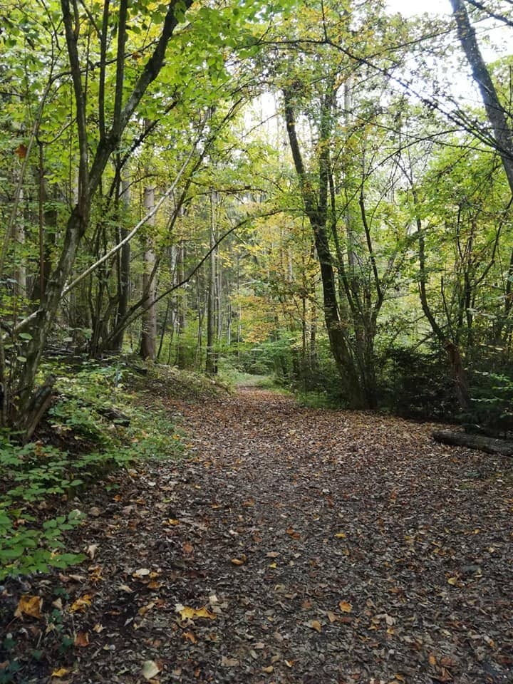 Engaging Museum Guide