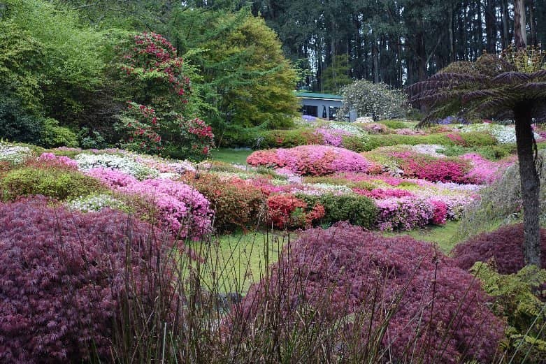 Autumn Foliage Spectacle