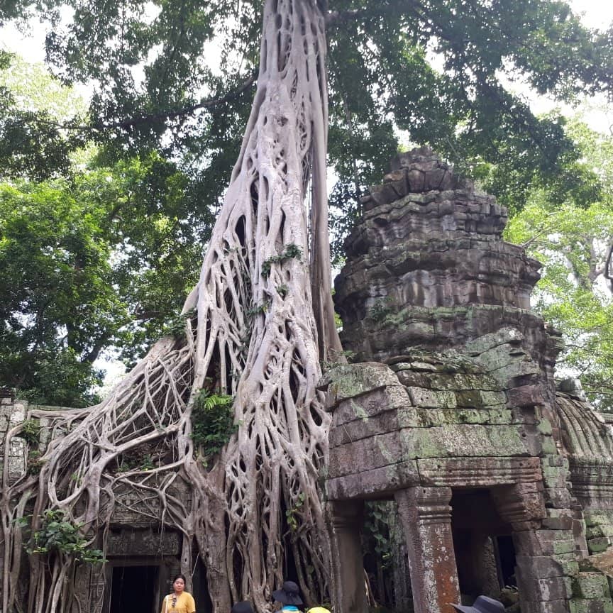 The Stegosaurus Carving