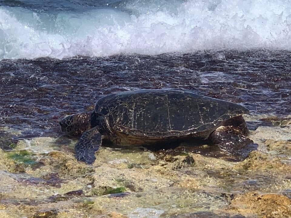 Hawaiian Green Sea Turtles (Honu)