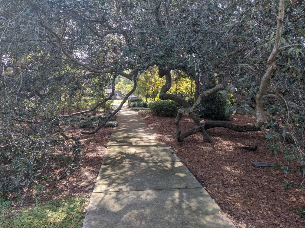 Picnic Under Oaks