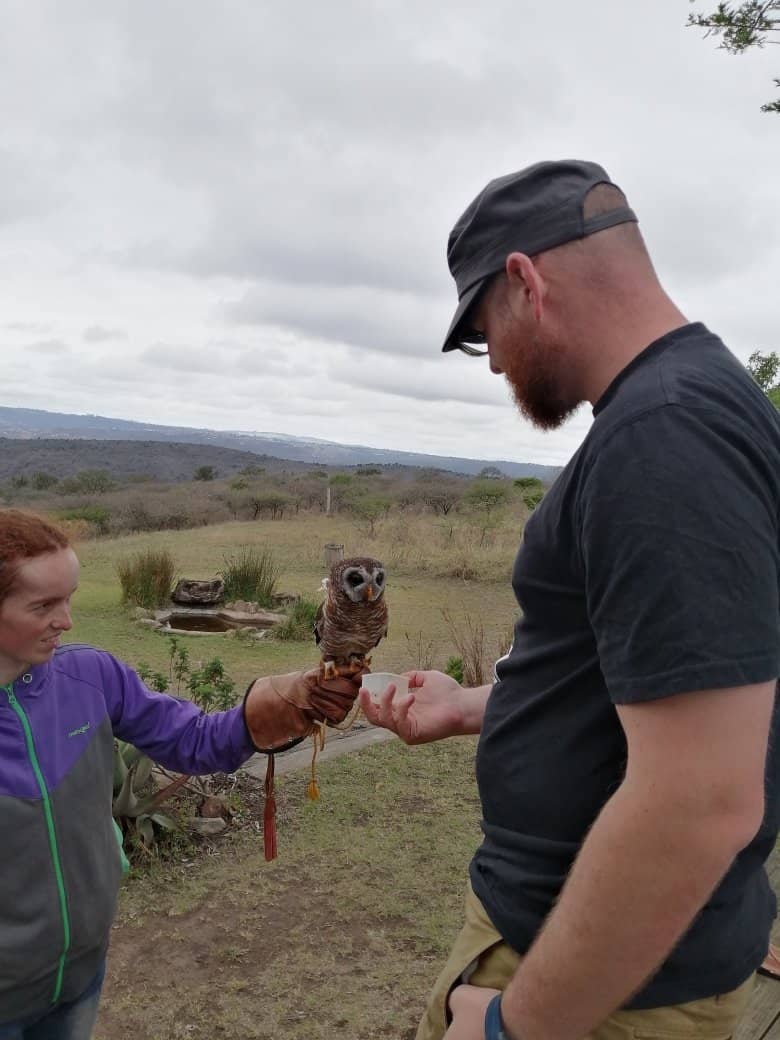 Vulture Feeding Experience