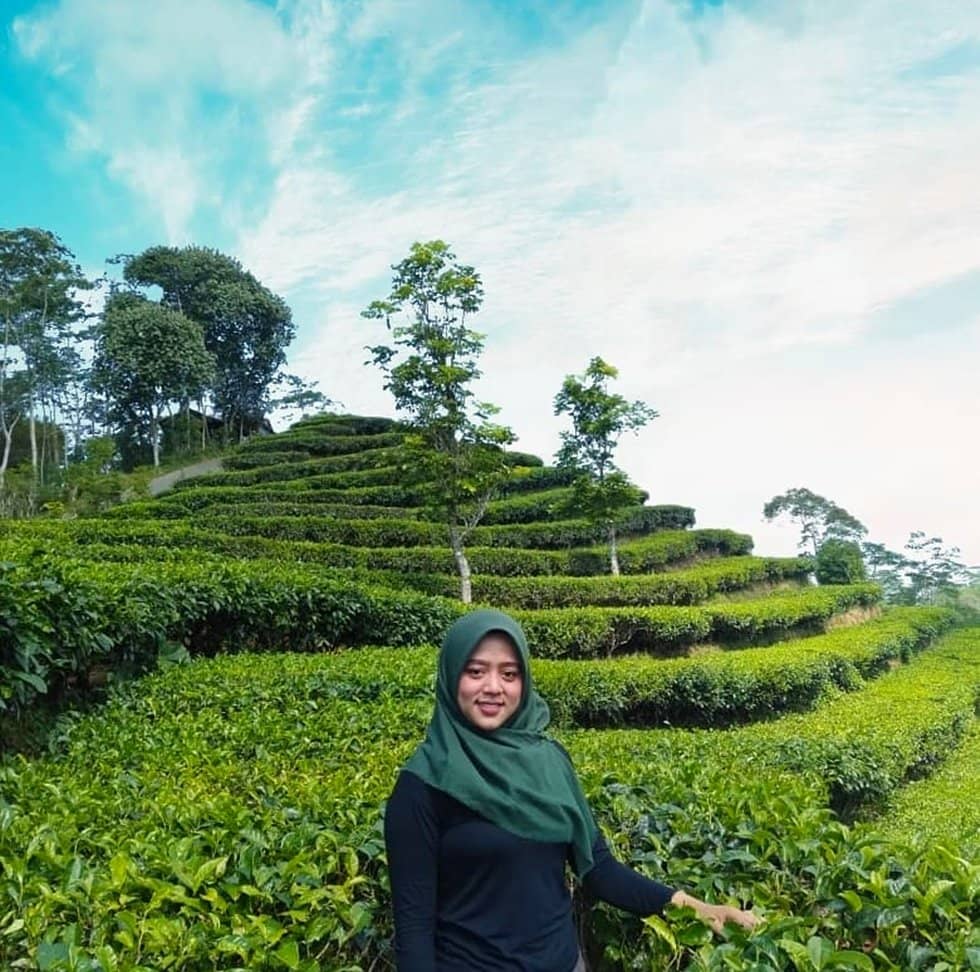Sweeping Tea Terraces
