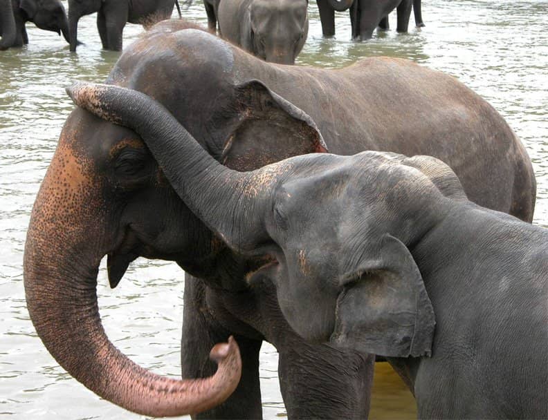 Bottle-Feeding Experience