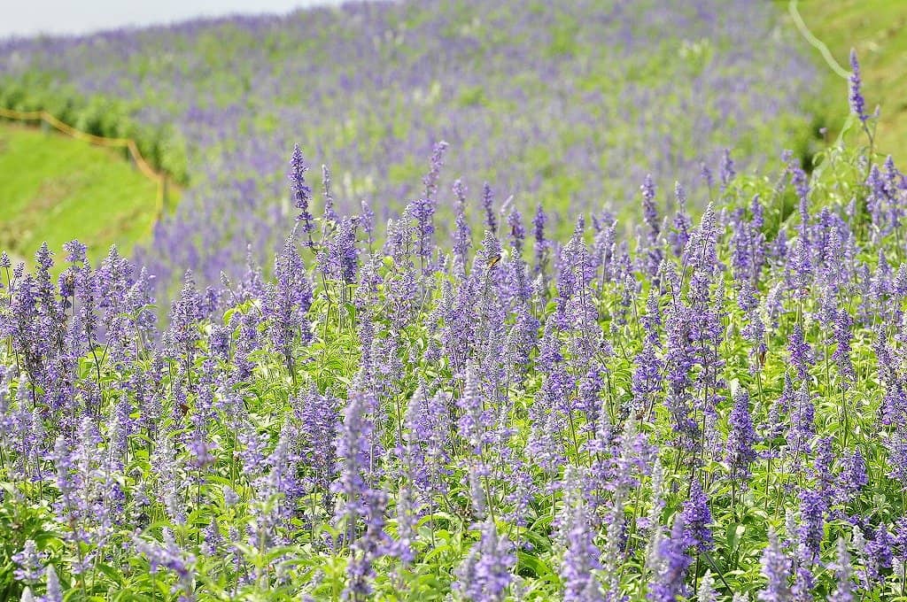 Artistic Flower and Paddy Designs
