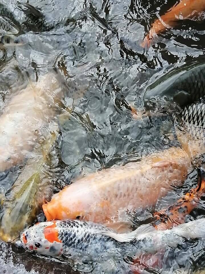 Scenic River Setting