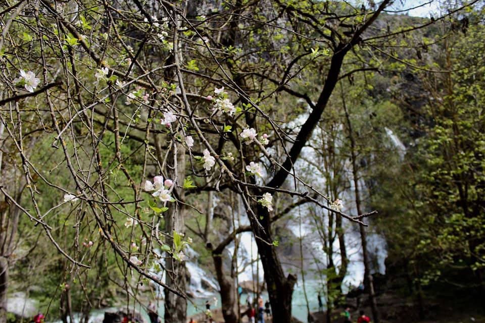 Sandalwood Tree Surroundings