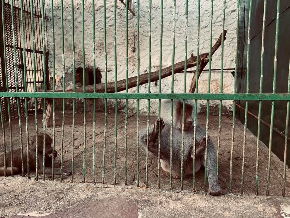 Basic Animal Encounters