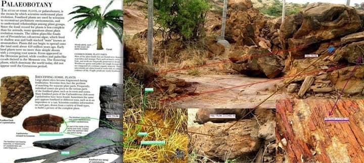 Giant Footprint Discovery