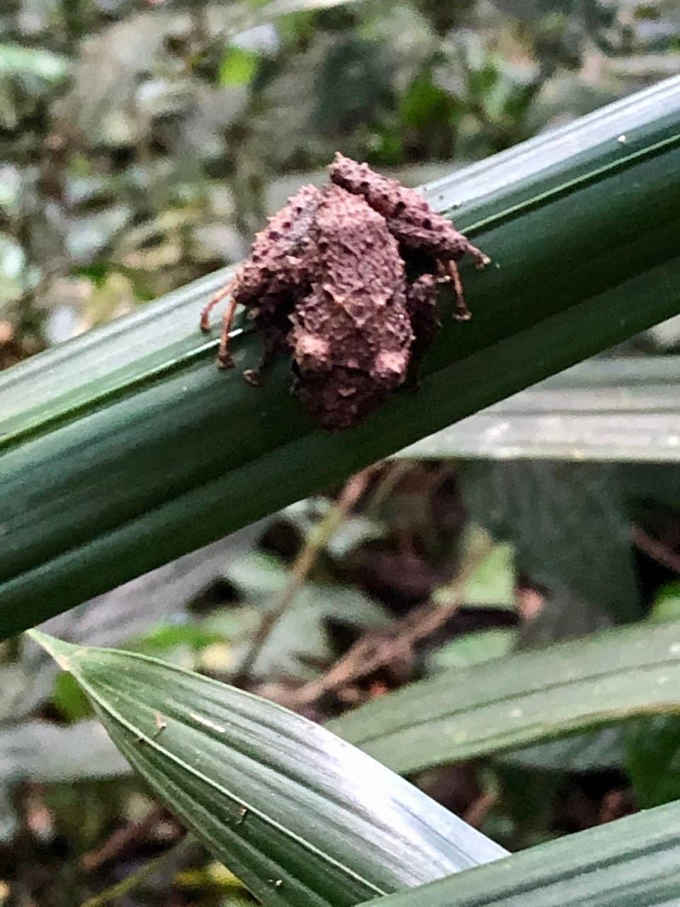 Nocturnal Wildlife Encounters