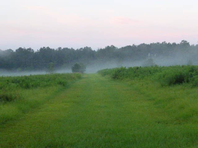 Open Grassy Spaces