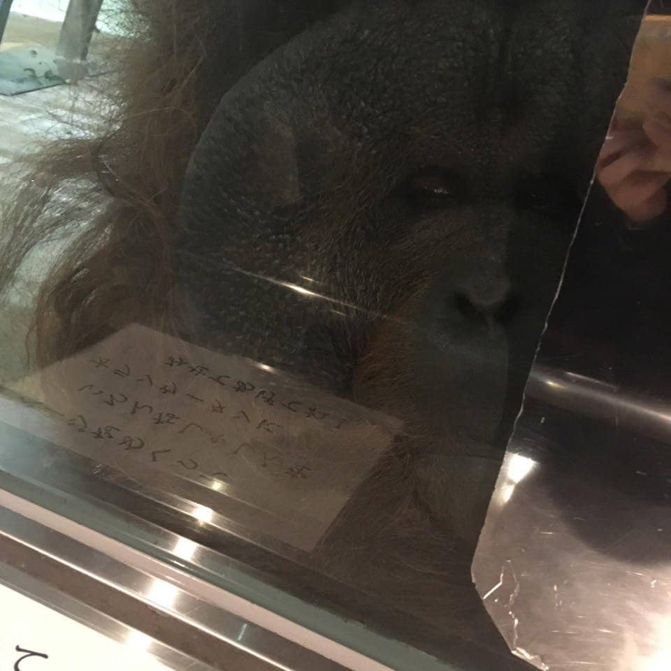 Bornean Orangutans