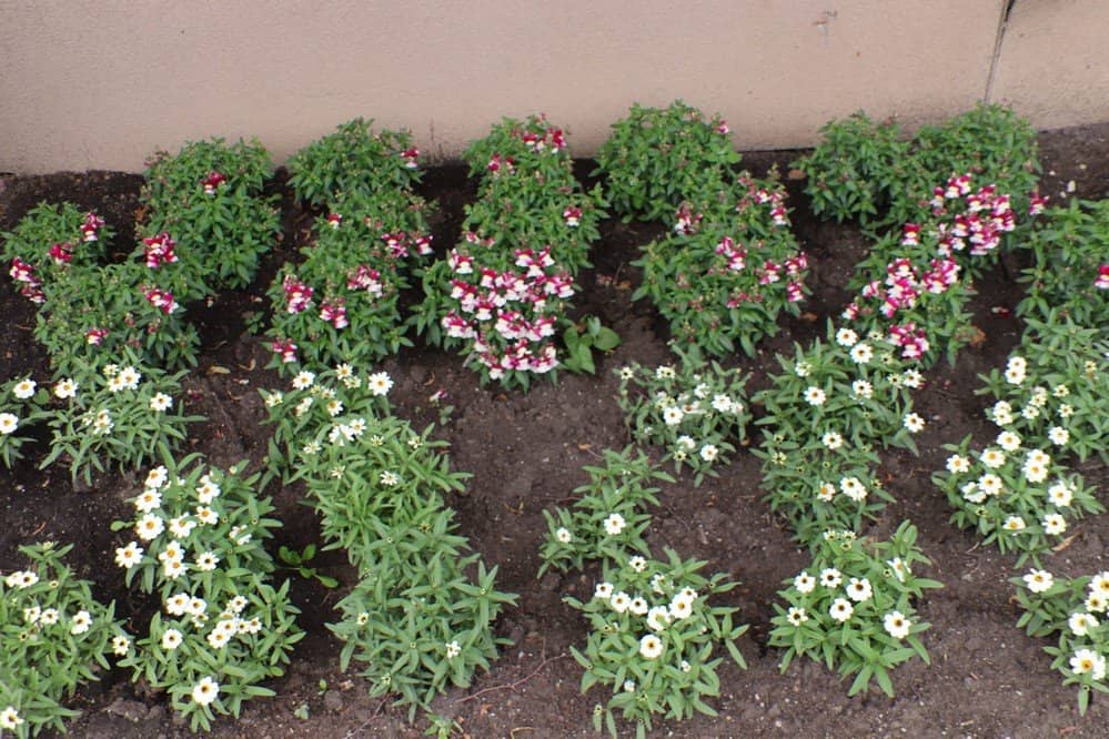 Botanic Garden Views