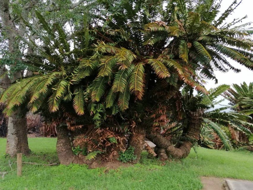 Unique Flora and Fauna