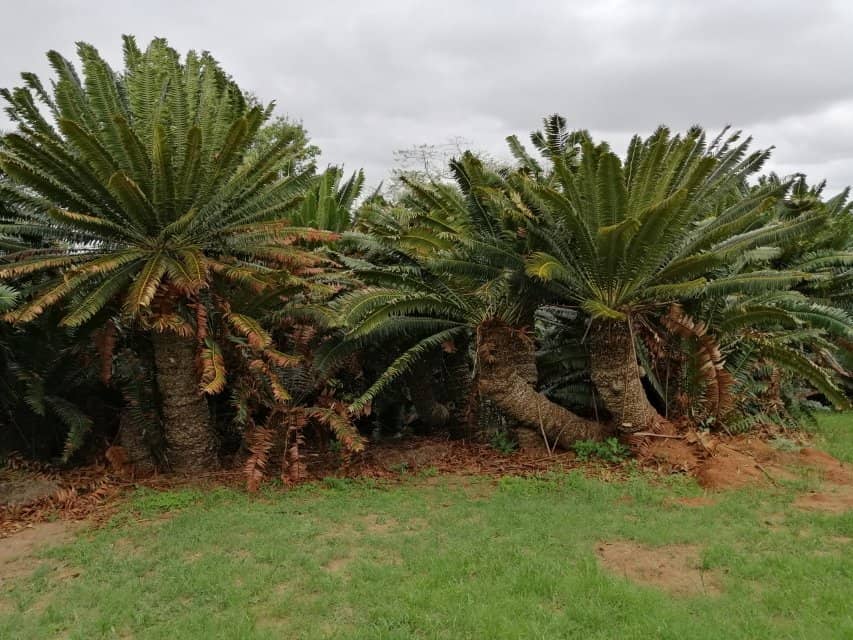 Balobedu Culture & History