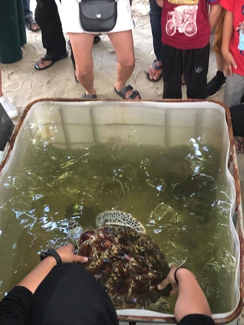 Adult Turtle Ponds