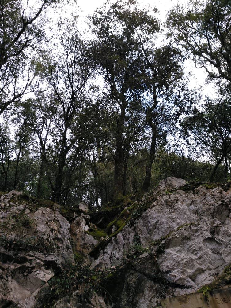 Prehistoric Cave Paintings